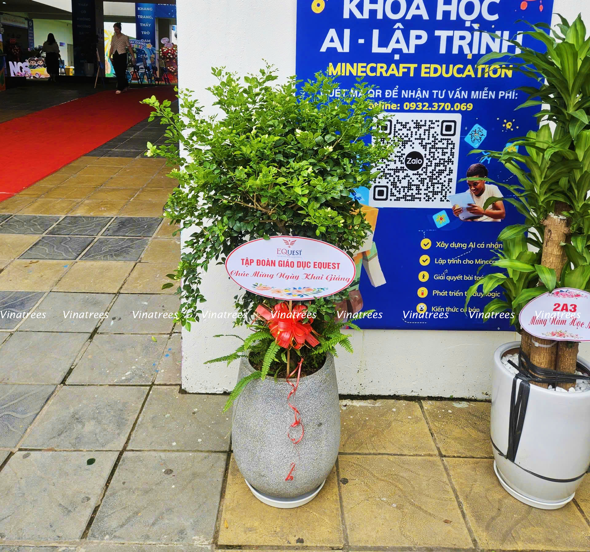 Vinatrees cho thuê cây cảnh sự kiện